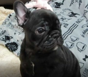 フレンチブルドッグ【福岡県・男の子・2019年8月25日・ブリンドル】の写真「父犬（ＩＮT・JKCCH）・母犬JKCCH直子」