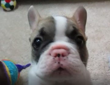フレンチブルドッグ【福岡県・男の子・2021年12月3日・フォーンパイド】の写真「父外産直子・母JKCCH直子」