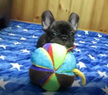 フレンチブルドッグ【福岡県・男の子・2021年8月15日・ブリンドル】の写真「父外産JKCH・母４ヵ国CH×JKCCH直娘」