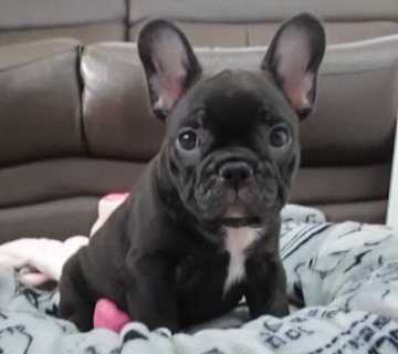 フレンチブルドッグ【福岡県・男の子・2019年8月25日・ブリンドル】の写真「父犬（ＩＮT・JKCCH）・母犬JKCCH直子」