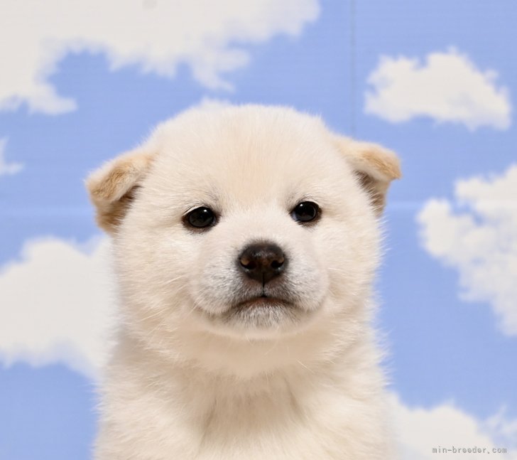 かわいい柴犬ちゃん達がいます❤️｜田中　健一(たなか　けんいち)ブリーダー(愛媛県・柴犬など・JKC登録)の紹介写真1