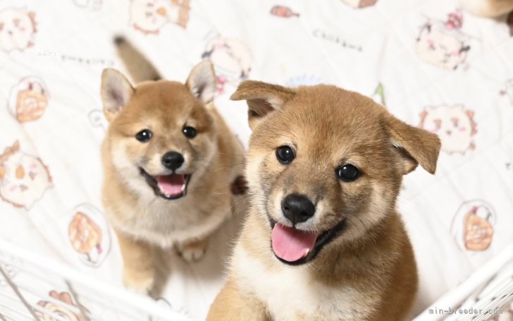 田中健一ブリーダーのブログ：幸せな人(犬)生にLet's go✈️✨