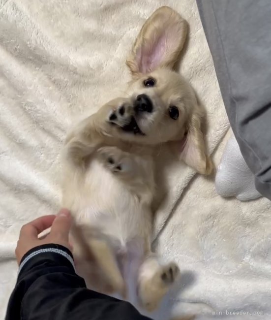 田中健一ブリーダーのブログ：うしゃぎさん🐰💓