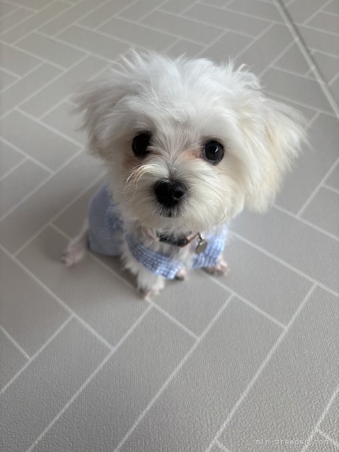 田中健一ブリーダーのブログ：まるまる○かわいい○ぽんこつ○