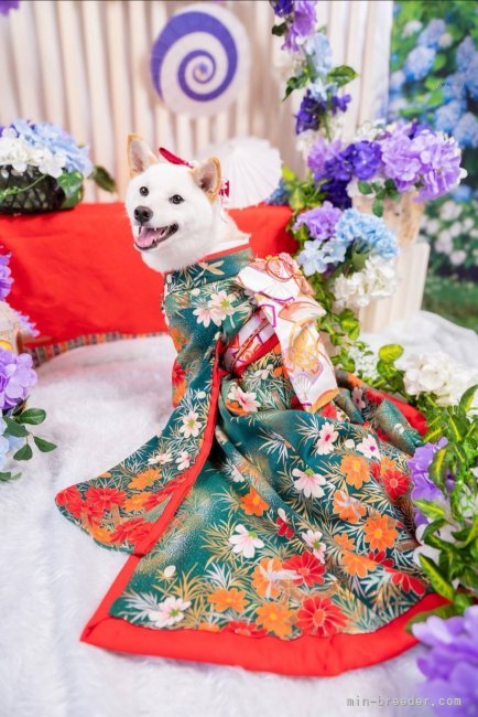田中健一ブリーダーのブログ：桜千ちゃん、ファッションショー開催💖