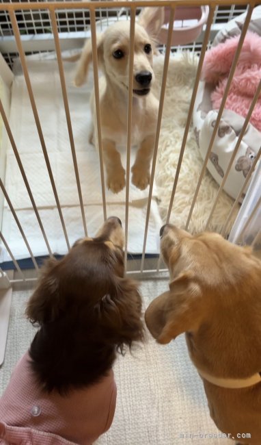 田中健一ブリーダーのブログ：遠く離れていても...💫