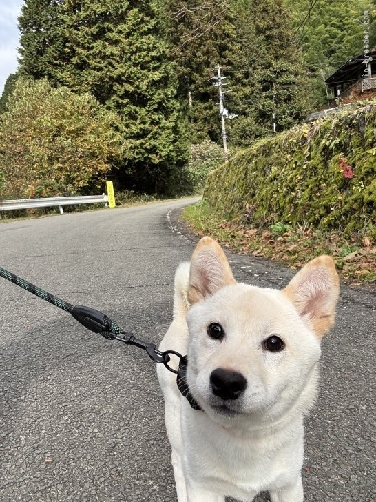 田中健一ブリーダーのブログ：落ち着くとするか...🥹🥹🥹