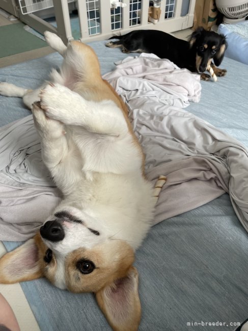 田中健一ブリーダーのブログ：仲良しこよし🐶❤️