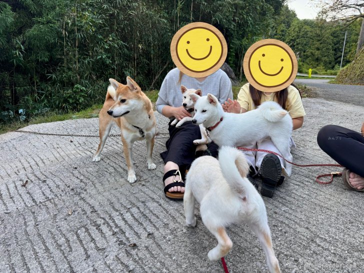 田中健一ブリーダーのブログ：わっちゃわっちゃ🐶❤️