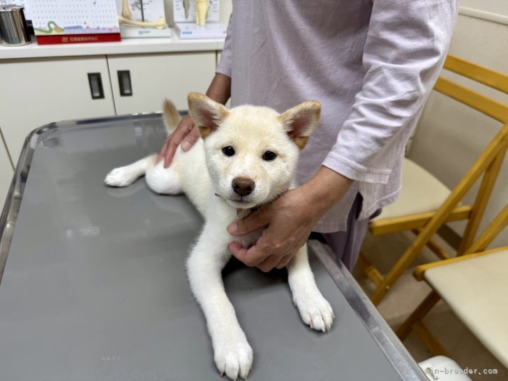 田中健一ブリーダーのブログ：気になっちゃうんだよなー(･･;)💦