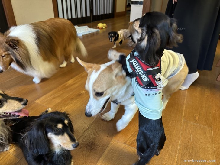 田中健一ブリーダーのブログ：ルビベリfamお里会②🐶✨