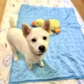 柴犬(標準サイズ)【愛媛県・男の子・2025年6月17日・白】の写真9