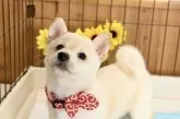 柴犬(標準サイズ)【愛媛県・女の子・2025年6月17日・淡赤】の写真12