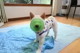 柴犬(標準サイズ)【愛媛県・男の子・2025年5月22日・白】の写真10「おもちゃで前が見えないよ🫥」