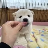 柴犬(標準サイズ)【愛媛県・男の子・2025年4月7日・白】の写真10