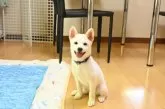 柴犬(標準サイズ)【愛媛県・男の子・2025年6月17日・白】の写真9