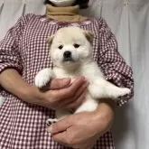 柴犬(標準サイズ)【愛媛県・男の子・2025年9月27日・白】の写真10