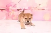 柴犬(標準サイズ)【愛媛県・女の子・2025年2月17日・赤】の写真11