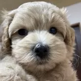 マルプー(マルチーズ×トイプードル)【愛媛県・男の子・2025年9月22日・アプリコット】の写真7