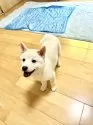 柴犬(標準サイズ)【愛媛県・男の子・2025年5月22日・白】の写真11