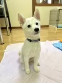 柴犬(標準サイズ)【愛媛県・男の子・2025年6月17日・白】の写真2