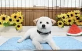 柴犬(標準サイズ)【愛媛県・男の子・2025年6月17日・白】の写真6