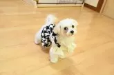 マルプー(トイプードル×マルチーズ)【愛媛県・女の子・2025年5月30日・ホワイト&ベージュ】の写真9