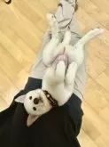 柴犬(標準サイズ)【愛媛県・男の子・2025年5月22日・白】の写真14「おててはなんとも美味しそうな香ばしい香りがします🤤💓」