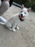柴犬(標準サイズ)【愛媛県・男の子・2025年5月22日・白】の写真15「お散歩デビュー楽しみだね😋♪」