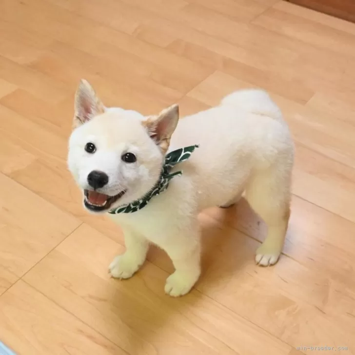 柴犬(標準サイズ)【愛媛県・男の子・2025年5月22日・白】の写真1