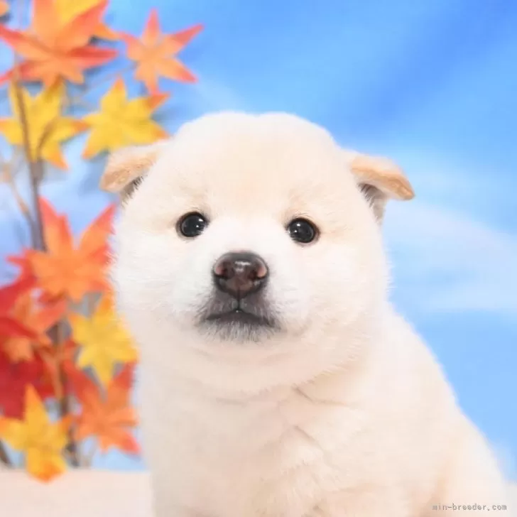 柴犬(標準サイズ)【愛媛県・男の子・2025年9月27日・白】の写真1