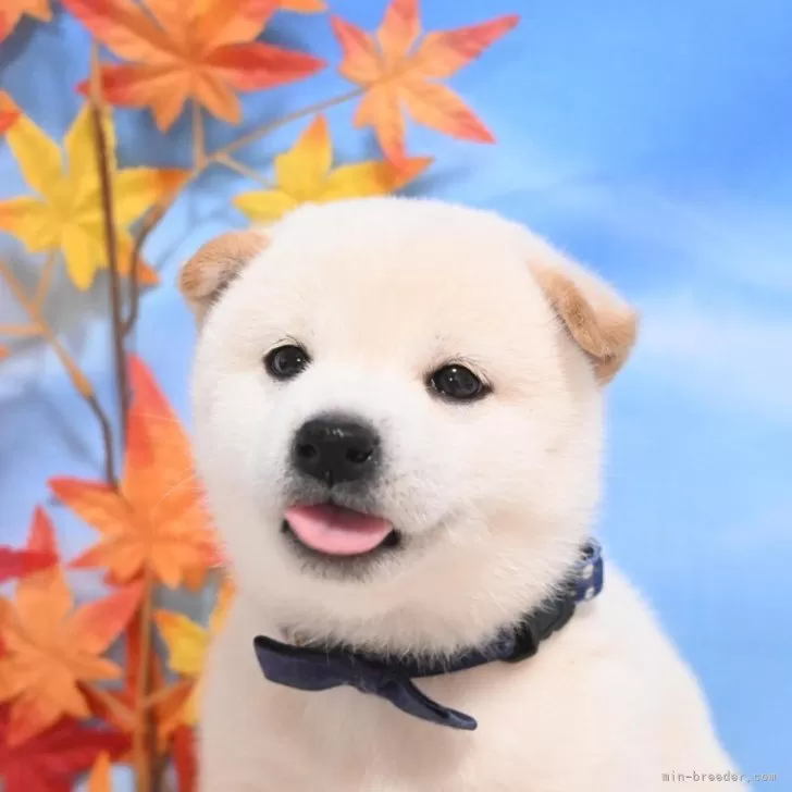 柴犬(標準サイズ)【愛媛県・男の子・2025年9月30日・白】の写真1