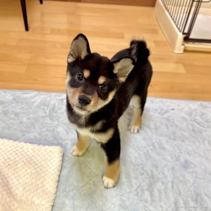 こてつ 様のお迎えした子犬