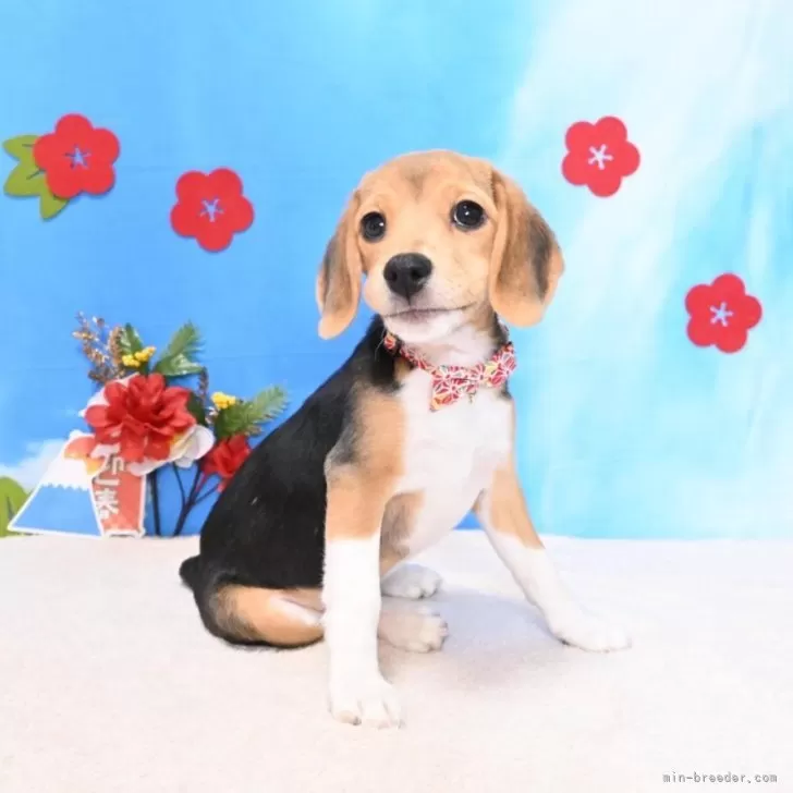 ロコママ 様のお迎えした子犬