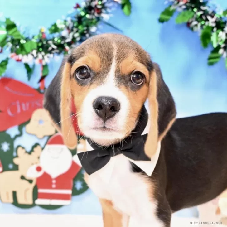 マイロ 様のお迎えした子犬
