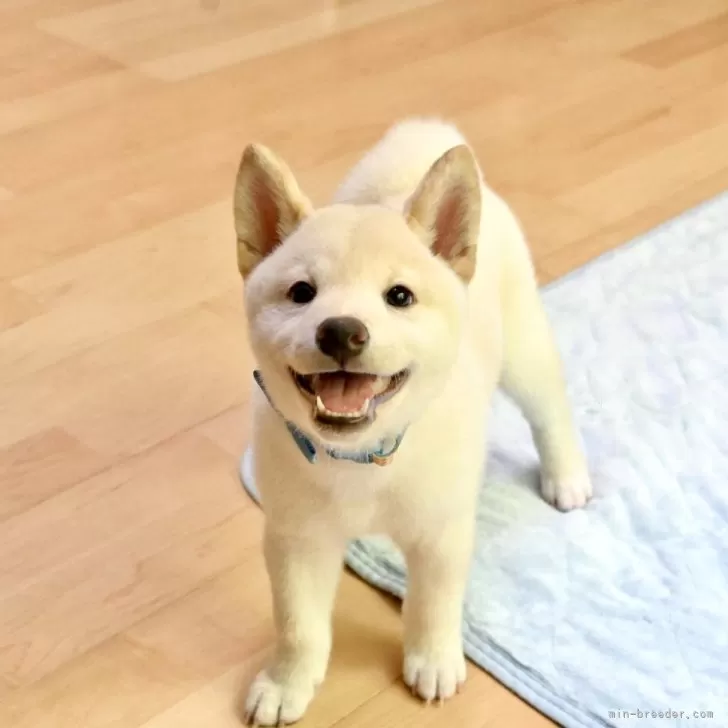 Aya 様のお迎えした子犬