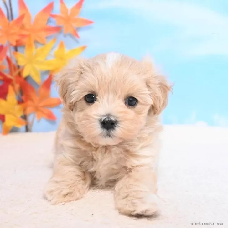 マルプー(マルチーズ×トイプードル)【愛媛県・女の子・2025年9月22日・アプリコット】の写真1