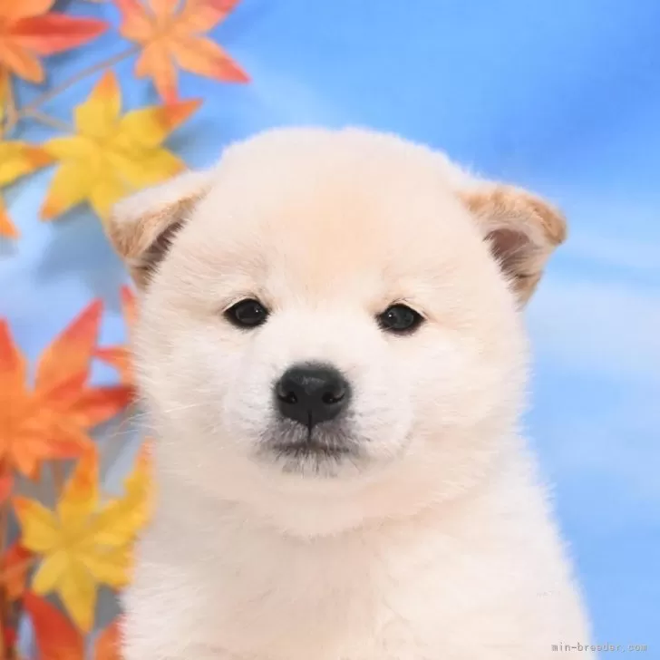 柴犬(標準サイズ)【愛媛県・男の子・2025年9月27日・白】の写真1