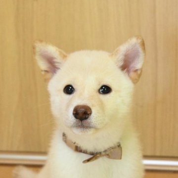 柴犬(標準サイズ)【愛媛県・男の子・2025年6月19日・白】の写真「一緒にドッグラン行こう〜🚗♫」
