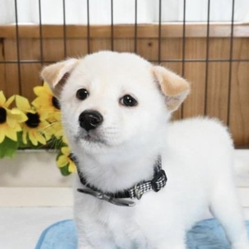 柴犬(標準サイズ)【愛媛県・男の子・2025年6月17日・白】の写真「優しさNo.ワン！！🐶💕」