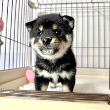 柴犬(標準サイズ)【愛媛県・男の子・2025年3月3日・黒】の写真「かわいい黒柴くんです💕」