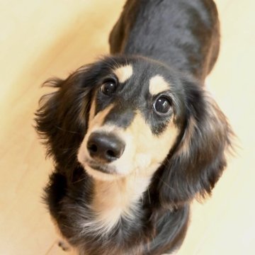 ミニチュアダックスフンド(ロング)【愛媛県・男の子・2025年5月2日・ブラック&イエロー】の写真「とっても甘えん坊🐶💕」