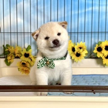 柴犬(標準サイズ)【愛媛県・男の子・2025年6月21日・白】の写真「抱っこだいすき🥰」