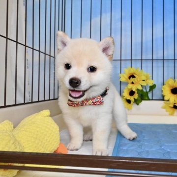 柴犬(標準サイズ)【愛媛県・女の子・2025年5月21日・白】の写真「笑顔がとっても似合う子です🥰」