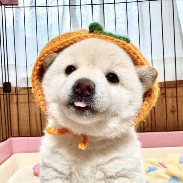 柴犬(標準サイズ)【愛媛県・女の子・2025年4月7日・白】の写真「個性大爆発🔥」