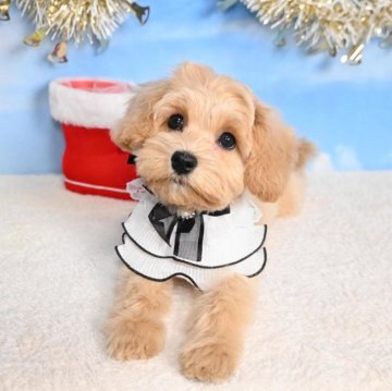 マルプー(マルチーズ×トイプードル)【愛媛県・女の子・2025年9月22日・アプリコット】の写真「アイコンタクトしてくれます🥰」