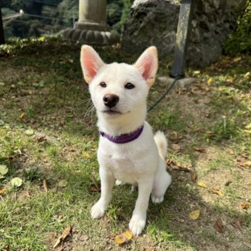 柴犬(標準サイズ)【愛媛県・男の子・2025年6月17日・白】の写真「落ち着きのある子です😌💓」