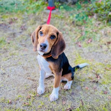 ビーグル【愛媛県・男の子・2024年7月15日・ブラックタン&ホワイト】の写真「お散歩だいすき🐕♬」