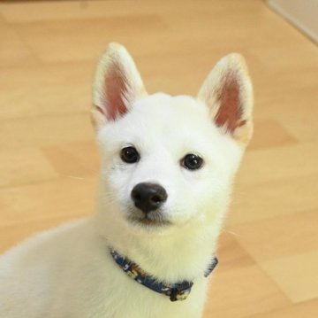 柴犬(標準サイズ)【愛媛県・男の子・2025年6月17日・白】の写真「顔も性格もイケメン💖」