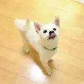 柴犬(標準サイズ)